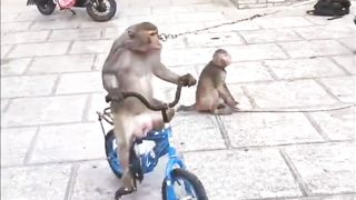 Three monkeys in cycle drive ????