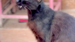 Amazing view of cat
