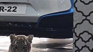 Beautiful tiger so cute child