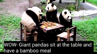 PAND SITE IS TABLE EATING TOGETHER