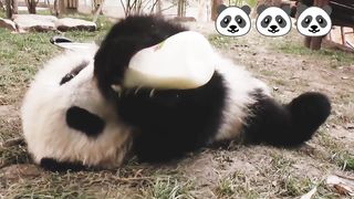 Panda baby milk time