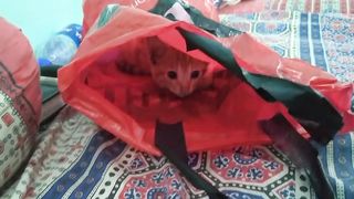 Insist for shoping ????