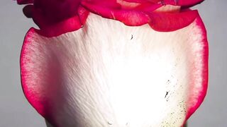 Relaxing music with beautiful natural flowers ???????? viral video