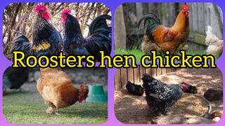 Most beautiful roosters hen chickens
