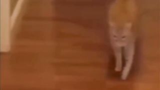 Funny cats 16