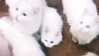 Cats Kitten