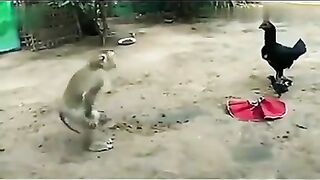 New dunny scene monkey and hen # latest funny video 2023