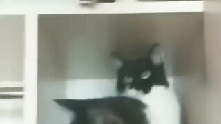 Funniest cat and dog???????? | Funny Animal videos
