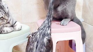 Cat vs duck fight funny #shorts
