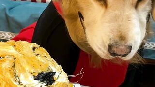 Very sad dog