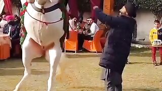 Horse ???? is beautiful