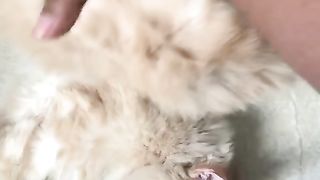 Cute cat 14