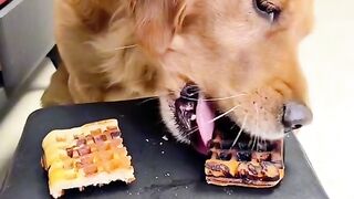 Funny dog 15