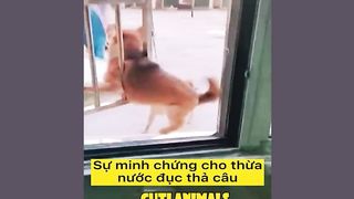Funny Dog and Cat???????????? Funniest Animals#