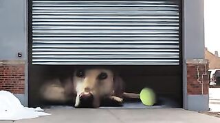 GARAGE DOG