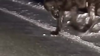 Most horror wolf night scene