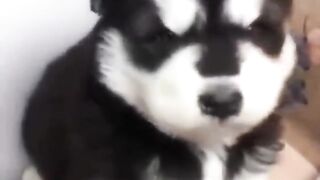Must watch babe husky funny video