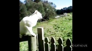 Funny videos of Cats