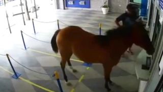 É um cavalo