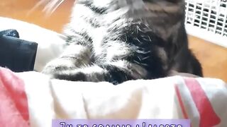 La journée extraordinaire de Petitou !!