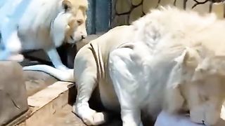 Waight Lion
