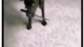 Animal fights. Funny shorts. Animal war. Dogs vs Monkeys