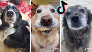 Daily funny Animals & Cute Pets Viral video