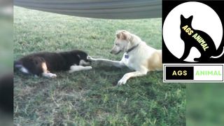Cat Dog and snake Funny Fight || Animals funny video 2023 || wild animals ||