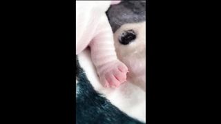 Adorable Little Critters: Baby Animal Videos