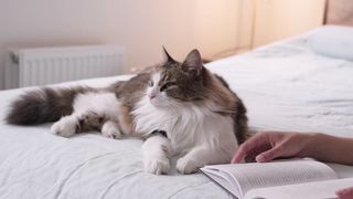 VIRAL CAT WORKING HOME AND EARNS 400$  CHECKS ONIT NOW