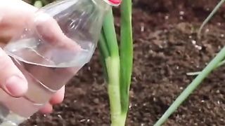 УСПЕШНА ГРАДИНА 6