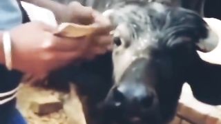 Best funny video 21
