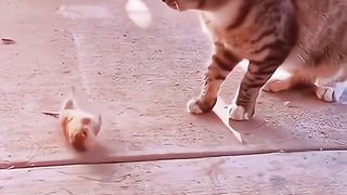 CATS WORLD 8
