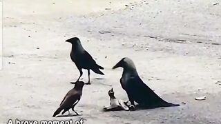 Amazing video 39