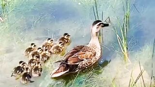 Nature short status video 2