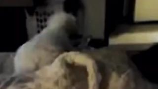 Her Dog saw something Watching her..