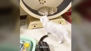Funniest Animals Videos 2023 ???? Funniest Cats and Dogs