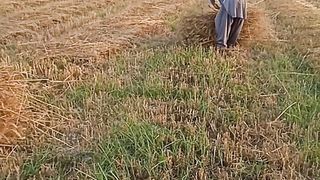 Wheat ???? Harvesting