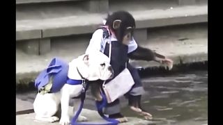 A Monkey Takes Its Dog on a Challenging Hike
