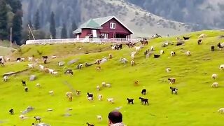 Kashmir 13
