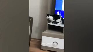unniest Animals 2023 ???? Best Funny Cats and Dogs ???????? Part 24 _ Pets Corner