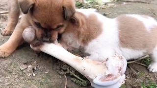 Funny Animal Videos 2023 ???? - Funniest Cats And Dogs Videos