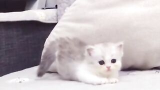 Cute cats in full mood ????????