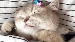 Кат