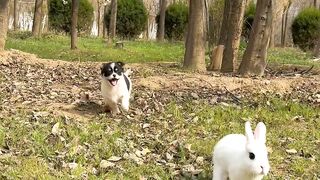 Funniest Puppy and Rabbit Videos Weekly Compilation