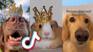 TikTok's CUTESTS Animals of ALL TIME...