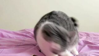Cute cat 15