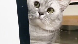 Beautiful Cat 2