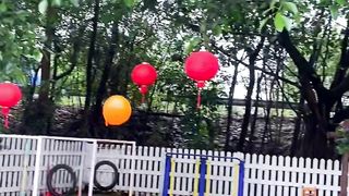 Cats playing 2