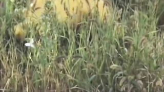 Beautiful scene 3
